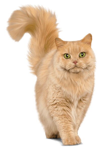 ABOUT THE WALTHAM® CENTRE FOR PET NUTRITION